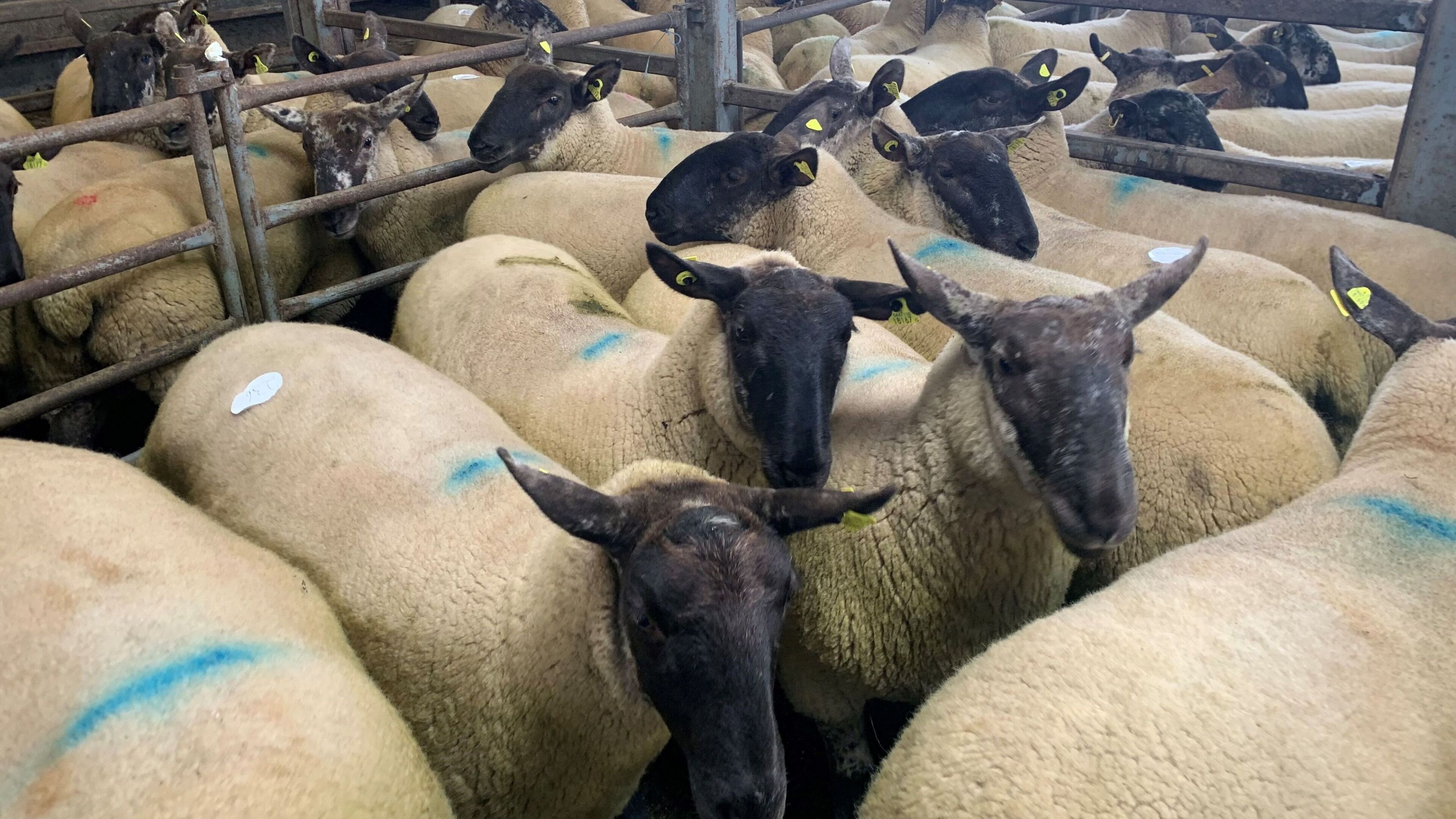 Marts reports from Baltinglass, Blessington and Carnew